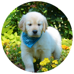Golden Retriever Puppy for Sale in Covington LA