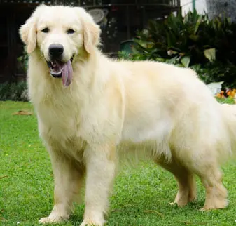 GOLDEN RETRIEVER