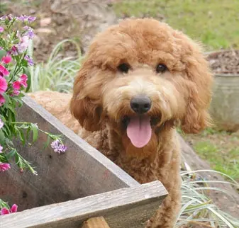 Golden Doodles in Covington LA