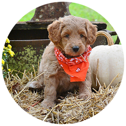 Medium Golden Doodle Puppies