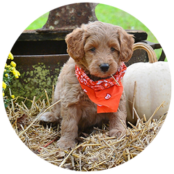 Medium Golden Doodle Puppies