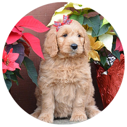 Standard Golden Doodle Puppies