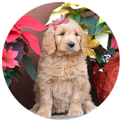 Golden Doodle Puppies for Sale in Covington LA