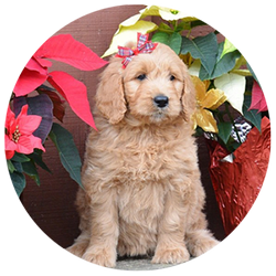 Standard Golden Doodle Puppies