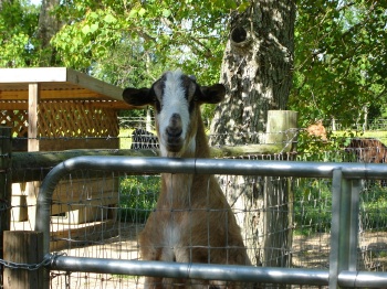 Larry the Goat - Hunnington Farms Covington LA