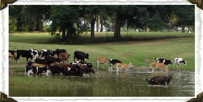 Dairy Cattle in Covington LA