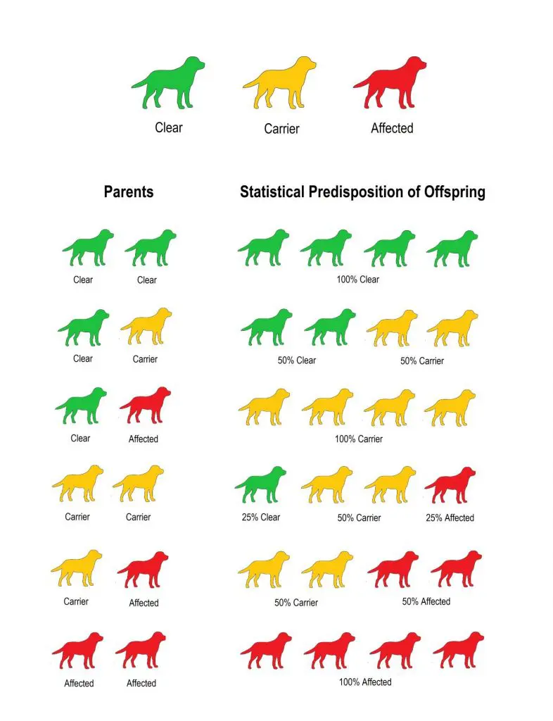 Chart of Dog infection