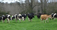 Dairy Cattle of Hunnington Farms