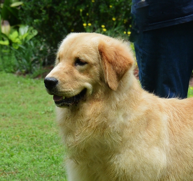 AKC Golden Retriever Breeder & Puppy For Sale Covington Louisiana