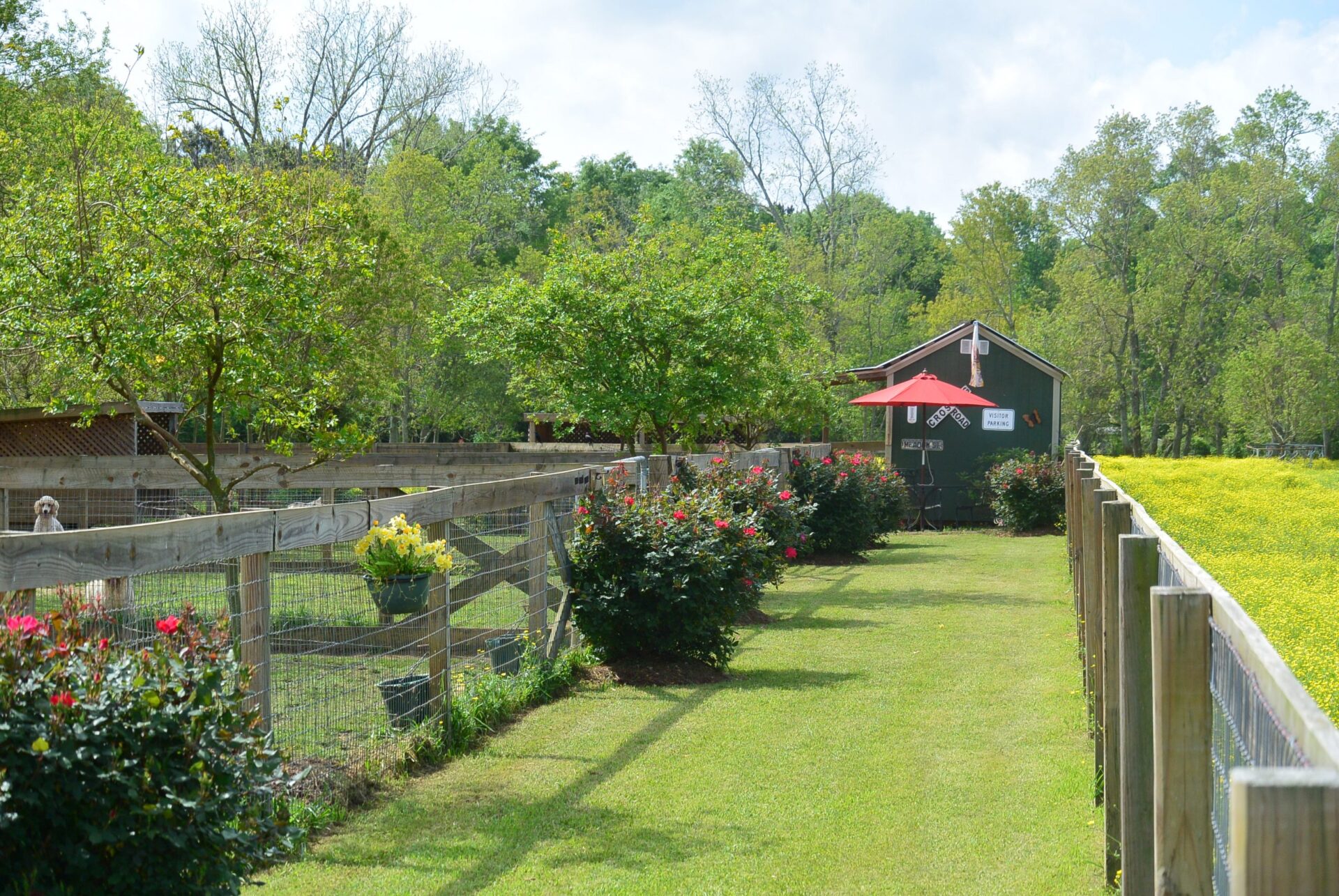 Covington LA Dog Kennels & Boarding Services Hunnington Farms