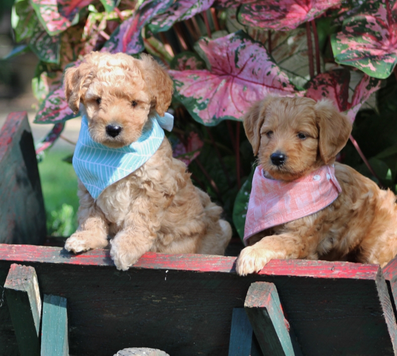 Covington LA Miniature Goldendoodle Puppies for Sale