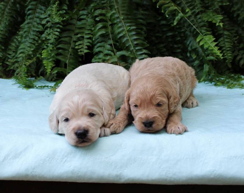 Covington LA Miniature Goldendoodle Puppies for Sale