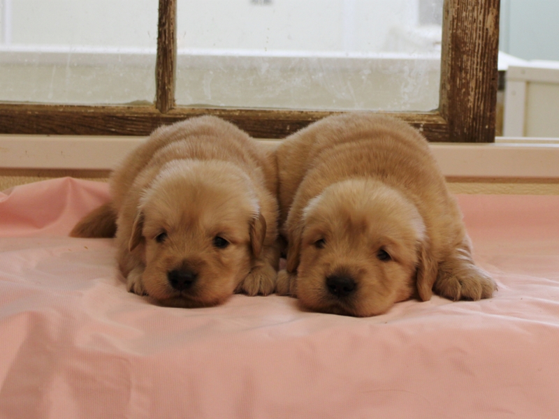 AKC Golden Retriever Puppies For Sale from Breeder ...