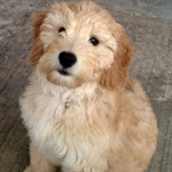 Medium Golden Doodles