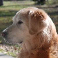 Full Grown Golden Retriever