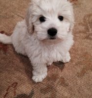 Cryer Pup