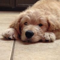 Cute Doodle Laying Down