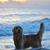 Huck in the water