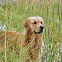 Huck in the weeds