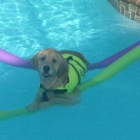 Karen Rich Swim with a dog