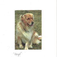 Angel - from Khaki and Grizz