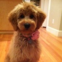 Olivia Pickles: A cute Puppy