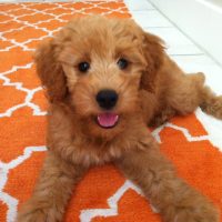 Olivia Pickles Desnyder Puppy