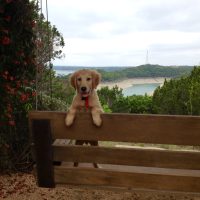 The Dog Samson & a Lake View