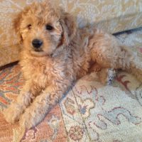 Adorable Puppy