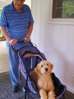 Star the Dog Two