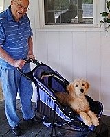 Star the Dog