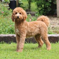 Hunnington's "Clara"