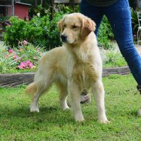 Hunnington's "Megan" Hunnington's Megan