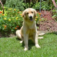 Hunnington's Millie Hunnington's Millie