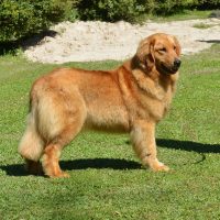 Hunnington's Hazel Hunnington's Hazel