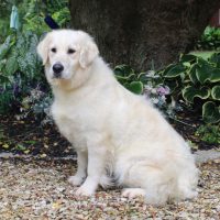 Hunnington's Dorthy