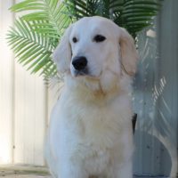 Hunnington's "Pearl" Hunnington's Pearl