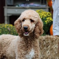 Hunnington's "Lilly"