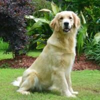 Hunnington's "January" Hunnington's January