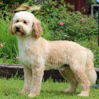 Hunnington's Milo