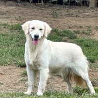 Hunnington's Molly B