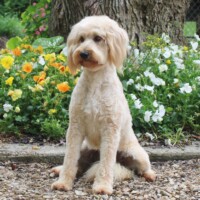 Hunnington's Sadie
