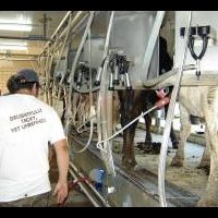 Hunnington Farms - Dairy Division near Kentwood, Louisiana