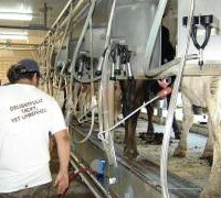 Hunnington Farms - Dairy Division near Kentwood, Louisiana