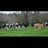 Dairy Cattle of Hunnington Farms