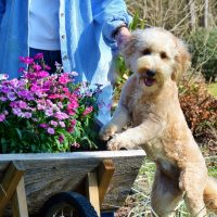 Ginger Snap "Ginger" Ginger Snap "Ginger"