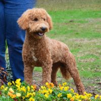 Hunnington's "Zoey" Hunnington's "Zoey"