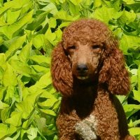 Hunnington's Chip Golden Doodle for Sale in Covington Louisiana