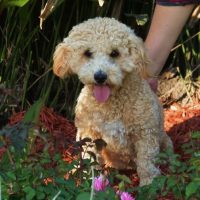 Hunnington's "Bristol" Hunnington's "Bristol"