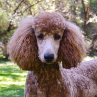 Hunnington's Clancy Golden Doodle Puppies Covington LA